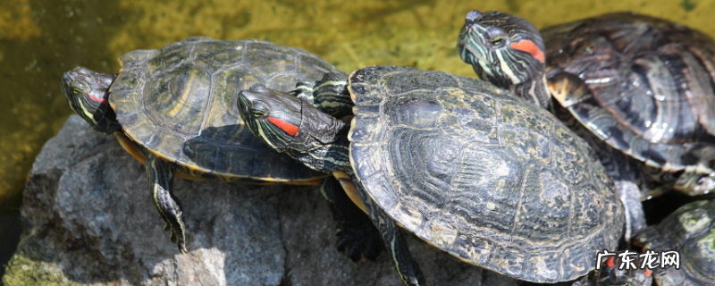 观赏龟如何过冬,附观赏龟的栖息环境