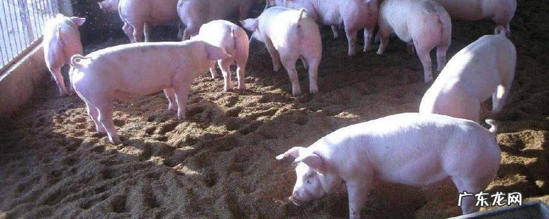 酒糟养猪有哪些饲料配方,附酒糟养猪注意事项