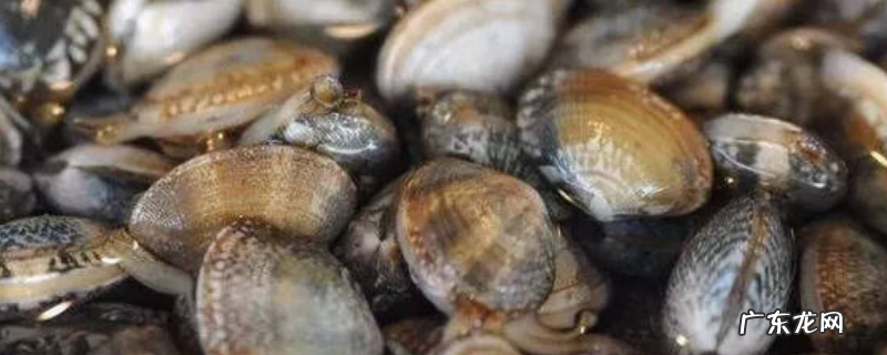 蛤蜊的养殖方法,有哪些要点