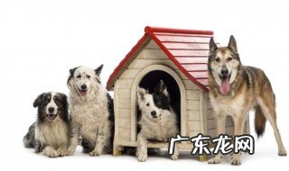 养的狗不想养了怎么办 养的狗不想养了如何处理