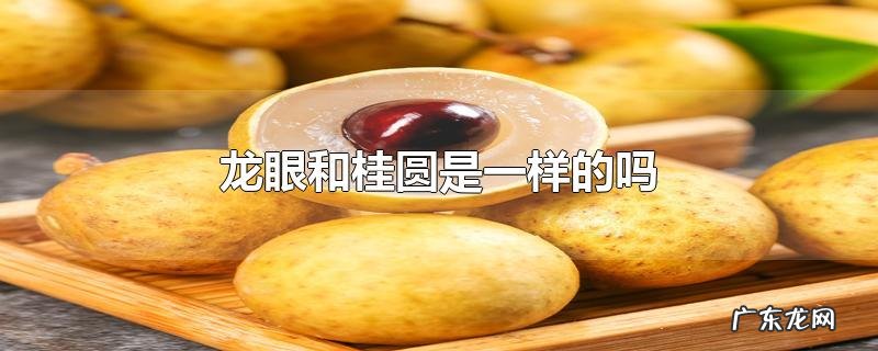 龙眼和桂圆是一样的吗