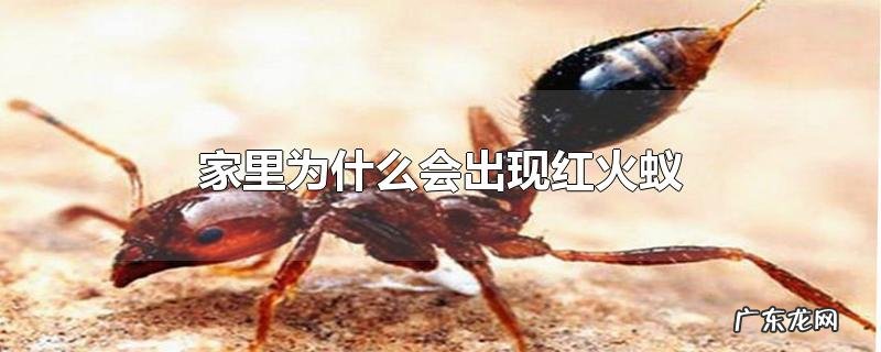 家里为什么会出现红火蚁