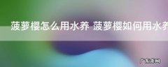 菠萝樱怎么用水养 菠萝樱如何用水养