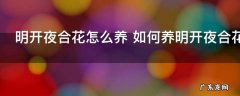 明开夜合花怎么养 如何养明开夜合花