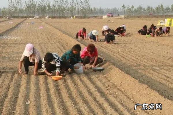 大蒜播种前拌什么药剂