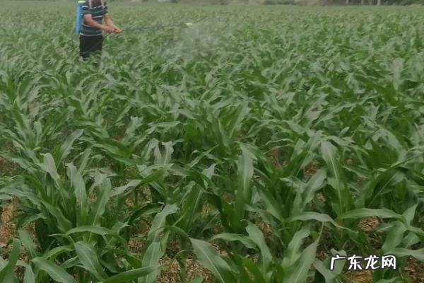 感染锈病的玉米叶能不能喂羊