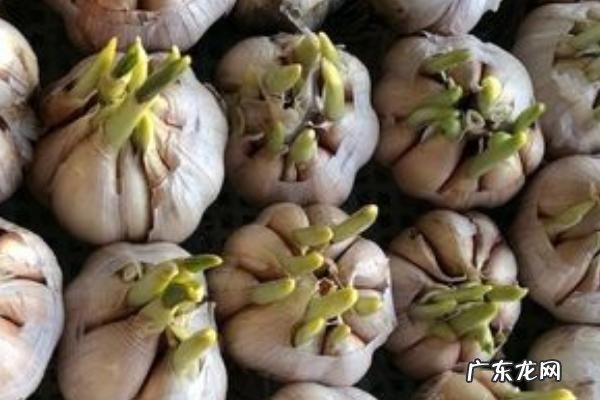 什么肥料可以让蒜苗长粗