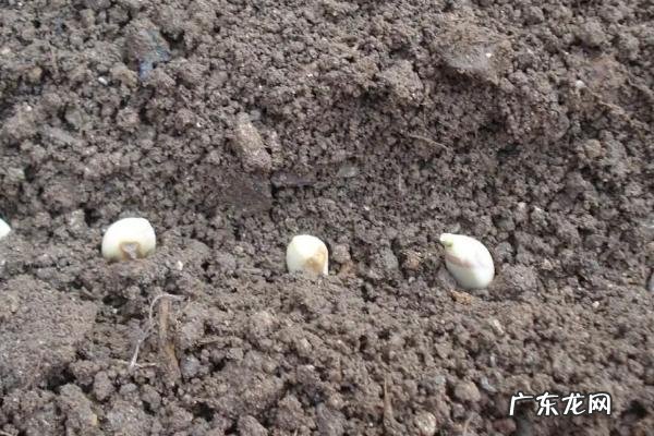 什么肥料可以让蒜苗长粗