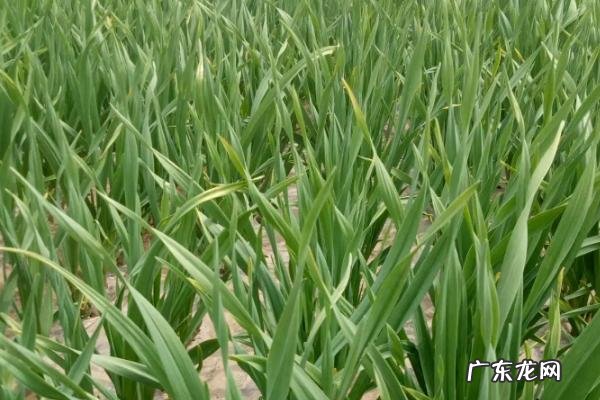 什么肥料可以让蒜苗长粗