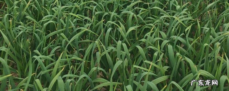 什么肥料可以让蒜苗长粗