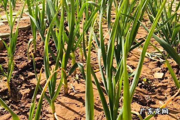 什么肥料可以让蒜苗长粗