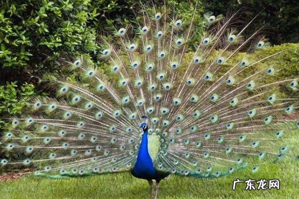 养50只孔雀一年能赚多少，附养殖注意事项