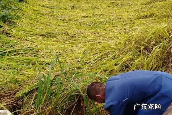 水稻倒了能不能扶起来