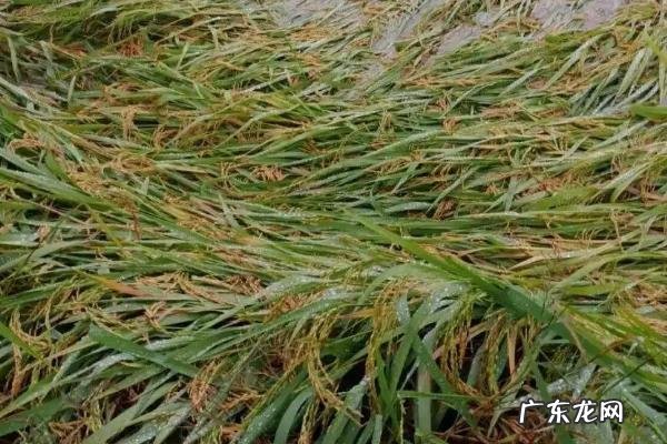 水稻倒了能不能扶起来