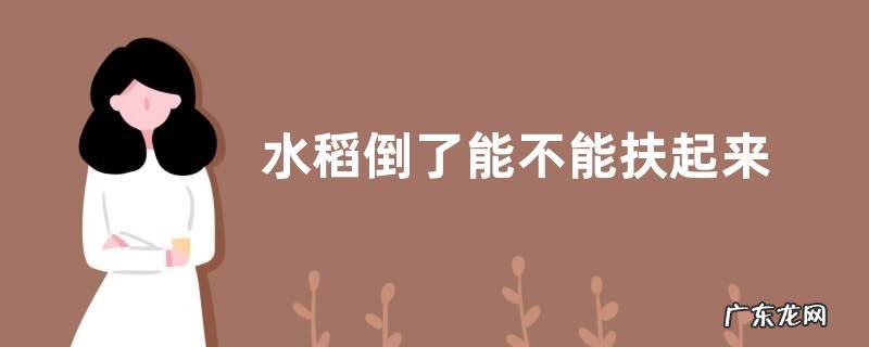 水稻倒了能不能扶起来