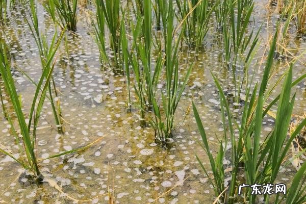 水稻倒了能不能扶起来