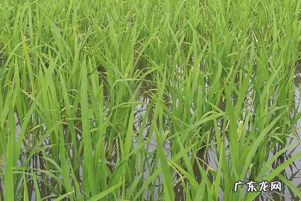 水稻倒了能不能扶起来