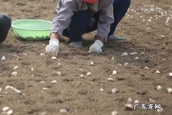 种大蒜是否需要覆盖土壤