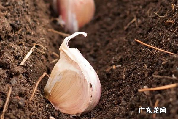 种大蒜是否需要覆盖土壤