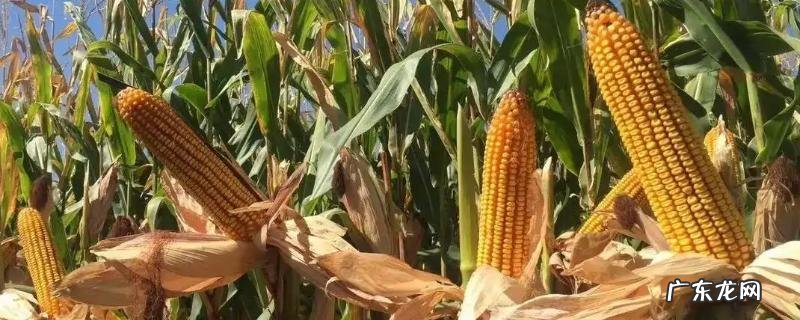 河南的农作物以哪些为主