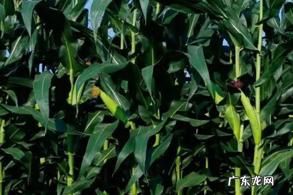 河南的农作物以哪些为主