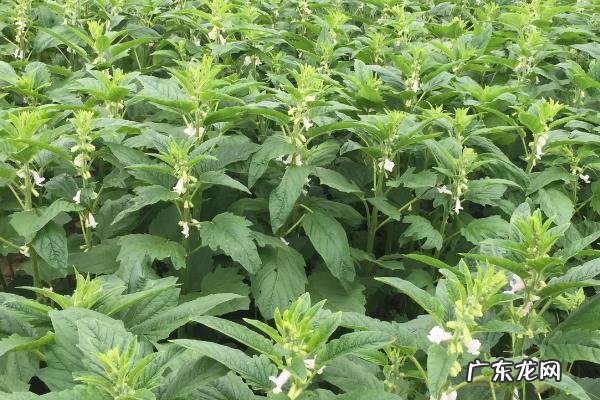 河南的农作物以哪些为主