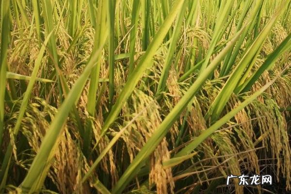 黄花粘水稻的特征特性