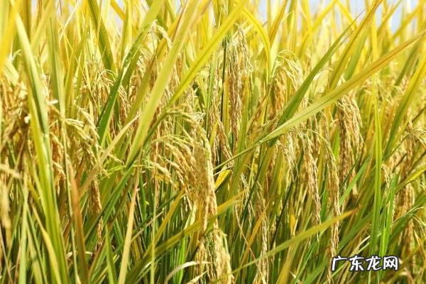 黄花粘水稻的特征特性