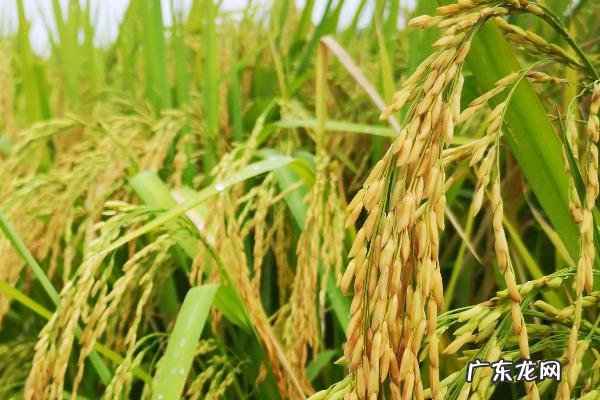 黄花粘水稻的特征特性