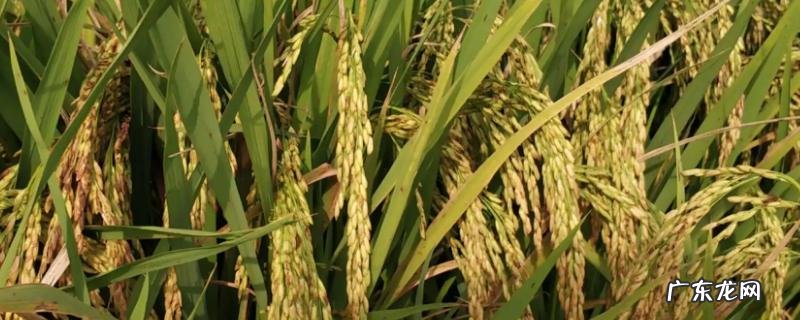 黄花粘水稻的特征特性