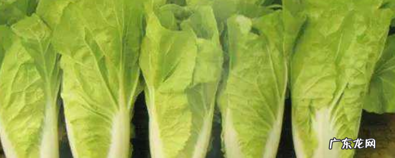 什么时候种娃娃菜最好，种植娃娃菜的效益如何