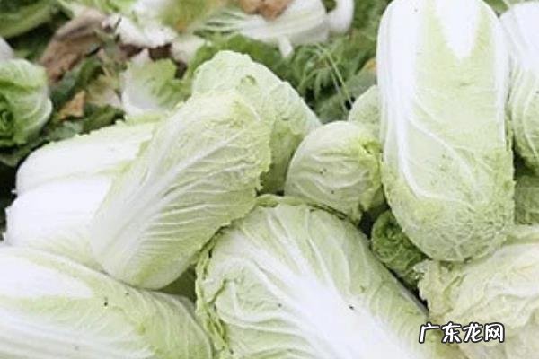 什么时候种娃娃菜最好，种植娃娃菜的效益如何