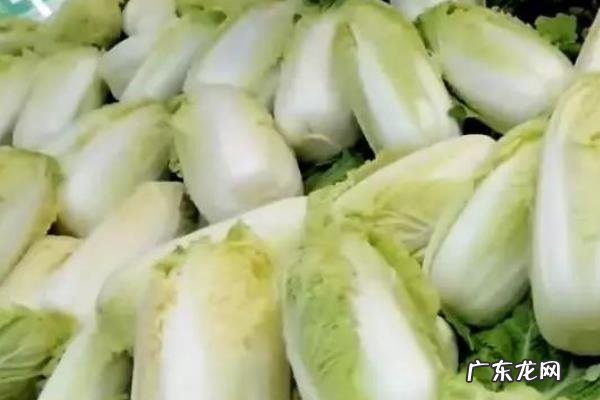 什么时候种娃娃菜最好，种植娃娃菜的效益如何