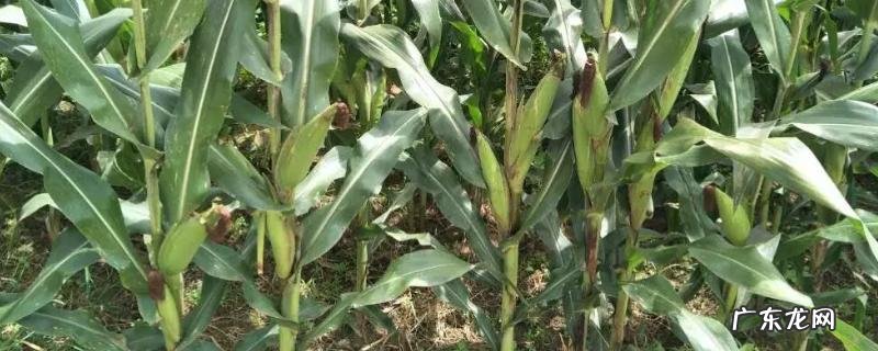 哪些玉米品种抗锈病