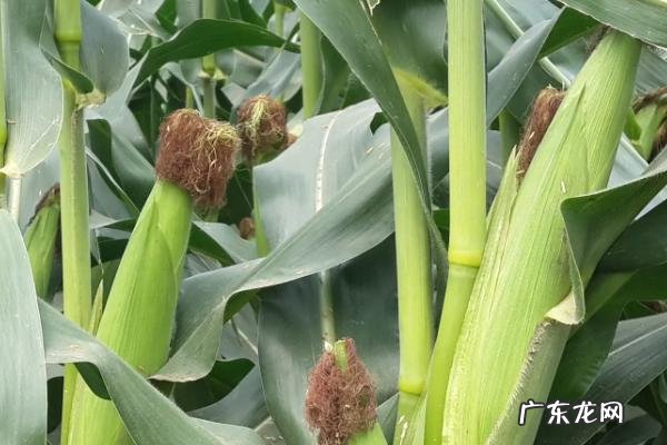 哪些玉米品种抗锈病