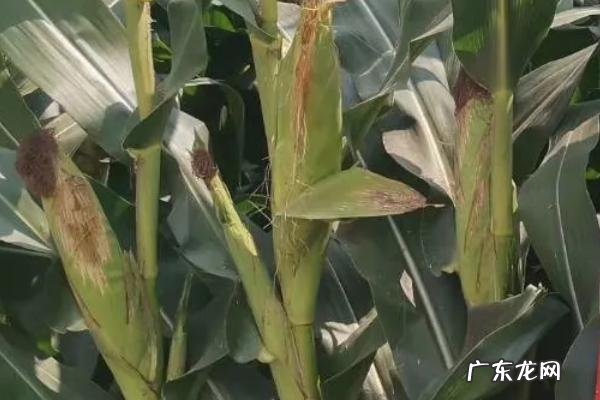哪些玉米品种抗锈病