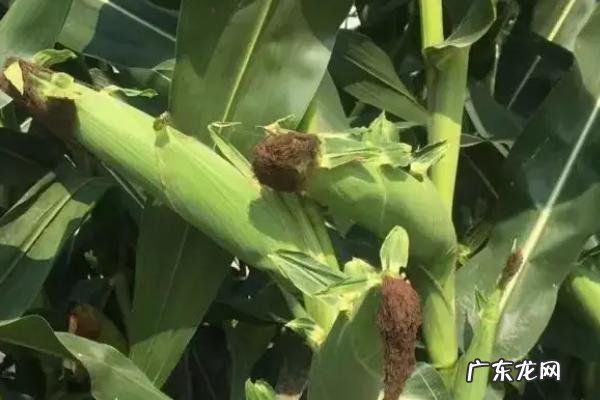 哪些玉米品种抗锈病