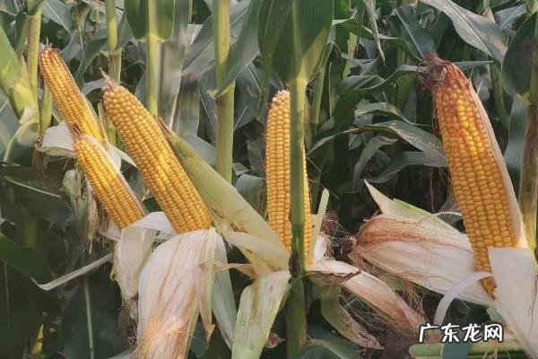 哪些玉米品种抗锈病