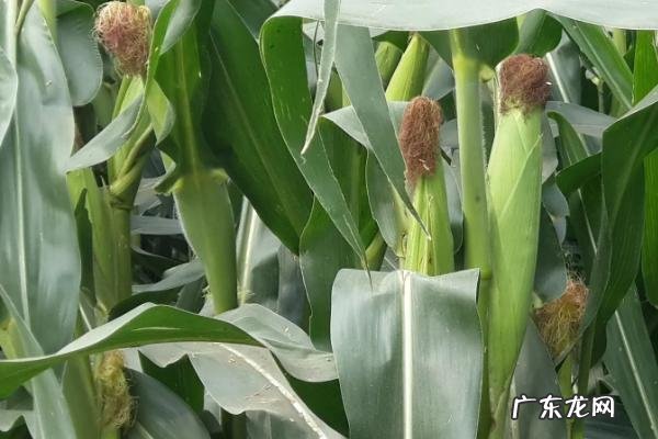 哪些玉米品种抗锈病