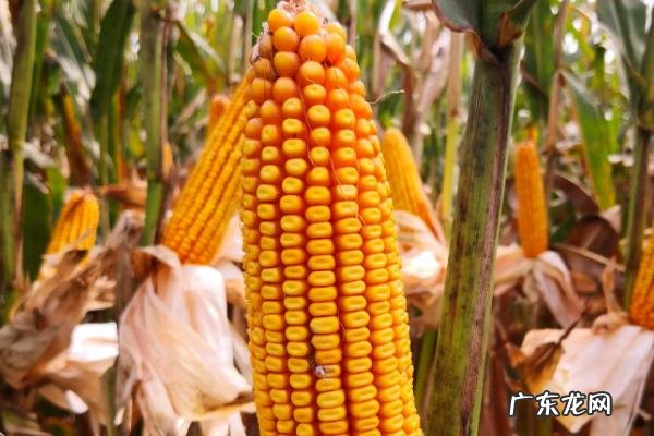 哪些玉米品种抗锈病