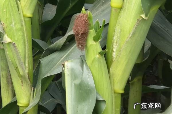哪些玉米品种抗锈病