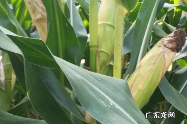 高产新品种玉米