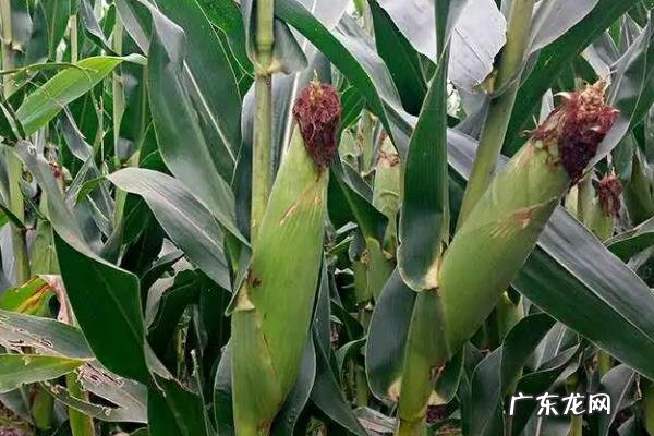 高产新品种玉米