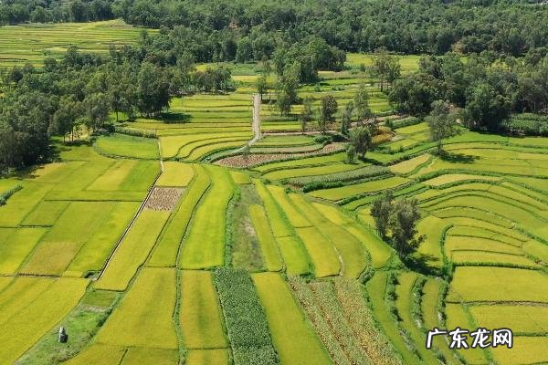 河南的农作物有哪些