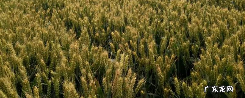 河南农作物的熟制