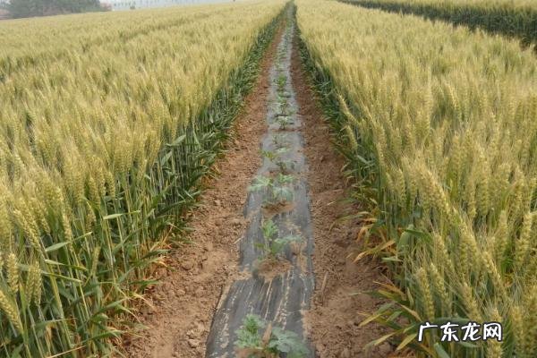 河南农作物的熟制