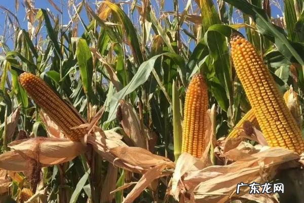 河南农作物的熟制