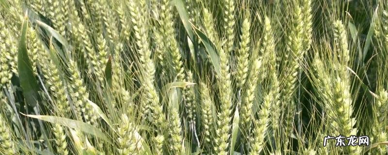 百农207小麦品种的特征特性