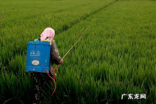 水稻扬花后是否要打药