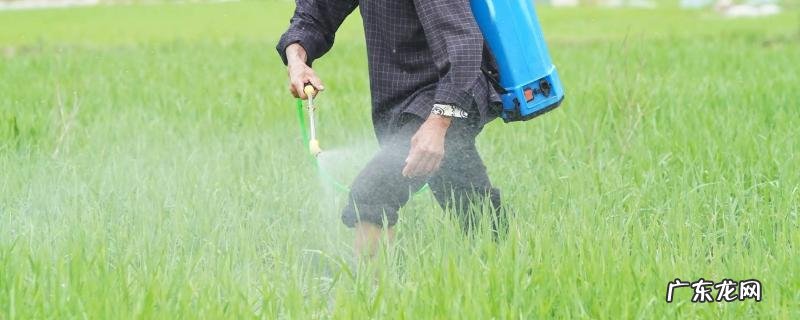 水稻扬花后是否要打药